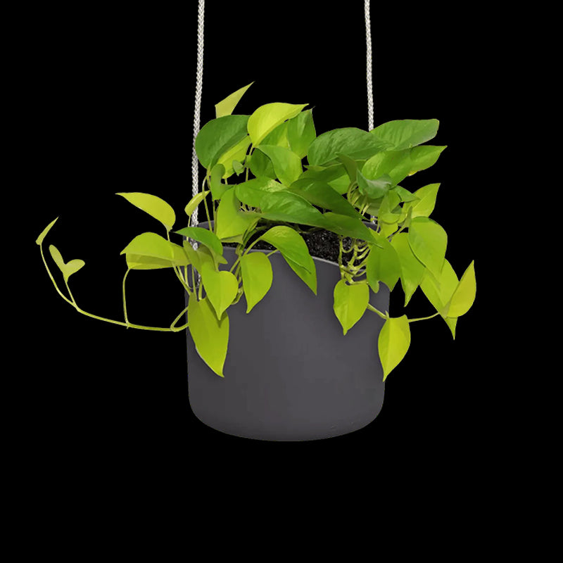 Vasi, fioriere e decorazioni da giardino