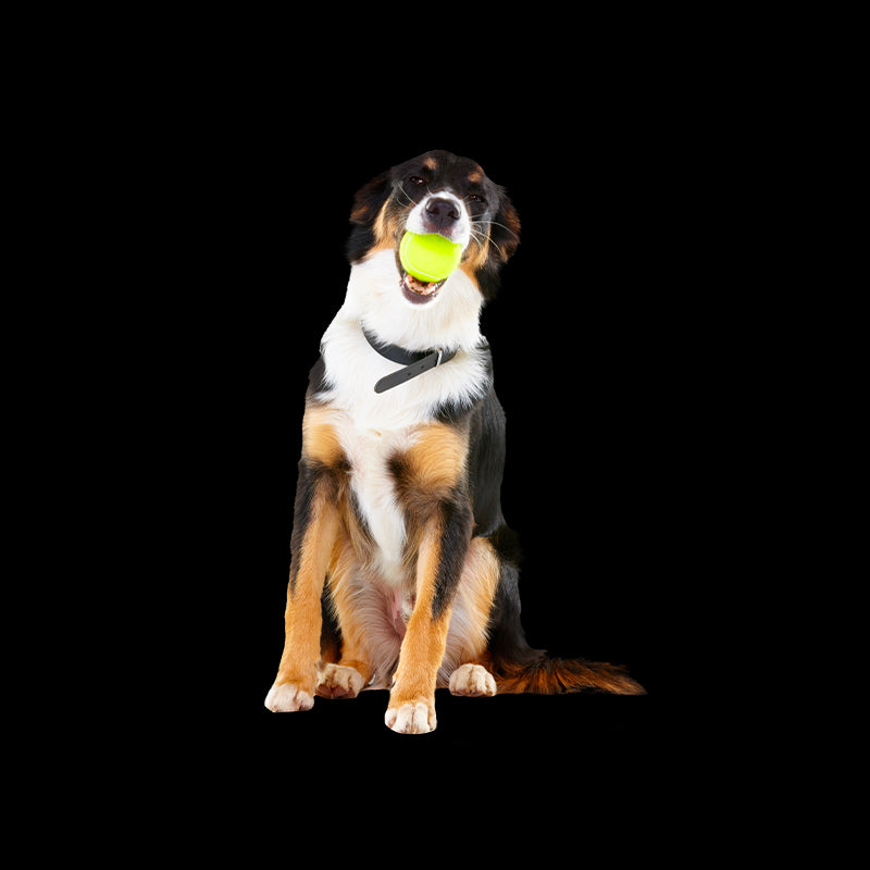 Educativi e disabituanti per gli animali