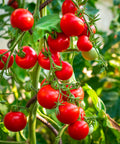 immagine-7-wenko-set-2-federe-serra-traspiranti-per-coltivazione-pomodori-ean-4008838805060