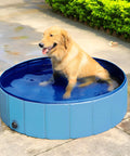 Golden Retriever in piscina per cani su terrazza - Soluzione rinfrescante estate per animali domestici felici