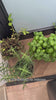 Avilia Set 3 Contenitori Cassetti Multiuso Portaoggetti Impilabili e Richiudibili Terrazzo Balcone Frutta Verdura Cibo Alimenti Frutta Verdura Piante Aromi Uso Esterno Ean 8056819050172